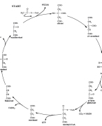 Samenvatting Cel III: Energie en metabolisme 