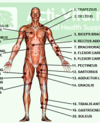 anatomie tentamen vragen