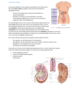 Samenvatting Anatomie en fysiologie, Martini. Globale samenvatting van hoofdstuk 19