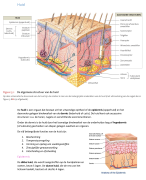 Anatomie en Fysiologie blok 1