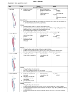 Uitwerking origo en inserties musculatuur 