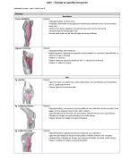 Uitwerking speciele structuren anatomie in VIVO