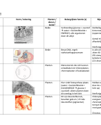 Biologie CELONDERDELEN examen havo 4 en 5 