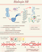 Samenvatting 10voorBiologie H8.1 - DNA