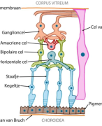 Histologie ZEZI 