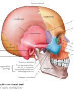 Anatomie en fysiologie van het bewegingsapparaat + naamgeving beenderstelsel en afbeeldingen van Pea