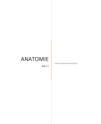 Anatomie onderste extremiteit samenvatting fysiotherapie jaar 1, blok 1.3 (blok 3)