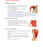 Samenvatting bewegingsapparaat 