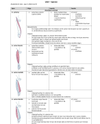 anatomie in vivo 1
