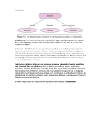 Samenvatting innovatiemanagement hfst 1,2,3 en 4