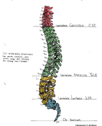 Anatomie atlas osteologie practicum 