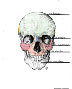 Osteologie atlas Deel: Schedel. Practicum Anatomie: bewegingsapparaat 