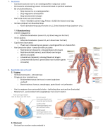 Anatomie Het cardiovasculaire stelsel - hart