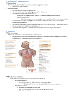 Anatomie het endocriene stelsel 