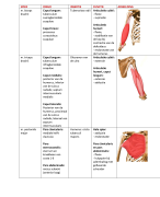 Samenvatting Anatomie in VIVO, blok 1.2