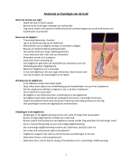 Anatomie en fysiologie acne