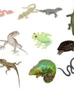 Dierenspeciaalzaak rassen leer