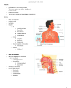 anatomie ademhalingsstelsel 