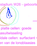 Samenvatting Embryologie deel 1
