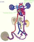 Samenvatting Cardio: embryologie deel 2
