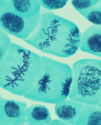 H1 Biologie / organen en cellen
