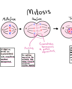 Mitosis Celular Dibujo Explicación Español