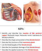 Pectoral region and breast