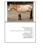 flashcards rassenleer diergeneeskunde