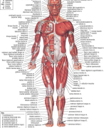 Samenvatting Humane Anatomie en Fysiologie