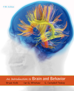 Summary chapter 1 - 4; An Introduction to Brain and Behaviour fifth edition