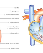 Samenvatting 'Hart- en vatenstelsel'