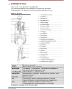 Samenvatting - Biologie (bvj) - HAVO/VWO 1 - thema 5 - stevigheid en beweging (compleet)