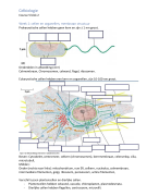 Celbiologie (HAN, BML course 5 blok 2)