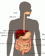 5 havo Biologie voor jou thema 3 Vertering