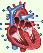 5 havo Biologie voor jou thema 4 Transport