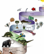 4 havo Biologie voor jou thema 4 Evolutie