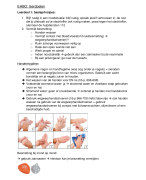 Samenvatting EHBO, richting orthopedagogie