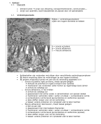 Samenvatting cell and tissue ultrastructure 