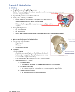 samenvatting anatomie biomedische wetenschappen Uhasselt 