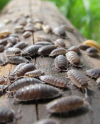 practicum pissebedden (prikkels) - nectar biologie - VWO