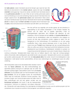 cardiovasculair systeem basis tot homeostase