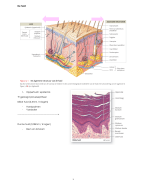 Anatomie & fysiologie tractus genitalis, module 1