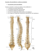 Anatomie 3 Kinesitherapie