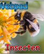 Antwoordblad webpad insecten