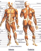 BOKS anatomie en kinesiologie, wervelkolom en romp. Module ‘bewegen in de context van gezondheid’ blok 1 Fysiotherapie
