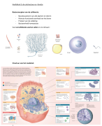 Fase 1 Semester 1 Anatomie en fysiologie - de celstructuur en -functie 