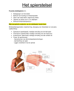Fase 1 Semester 2 Anatomie en fysiologie - Het spierstelsel