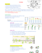 Samenvatting Cytologie en Histologie