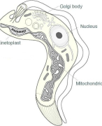 Cursus virologie-parasitologie