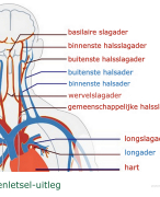 Anatomie/fysiologie samenvatting over de lever/hepar 